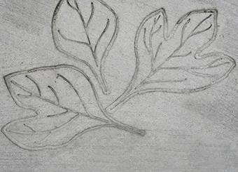 Sassafras Leaf Cluster