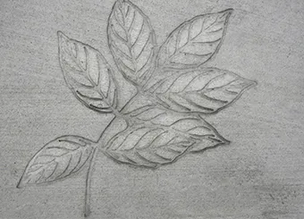 Ash Leaf Cluster